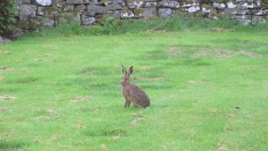 Hare playing in our garden