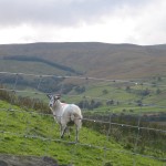 Ewe in the top end of Raydale in the Yorkshire Dales