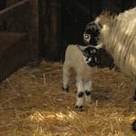 3 day old lamb at High Force farm neighbouring farm to High Blean B&B Bainbridge, Askrigg, in the Yorkshire Dales