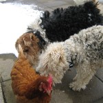 High Blean B&B House dogs Victoria & Albert with a chicken at High Blean B&B Bainbridge, Askrigg in the Yorkshire Dales
