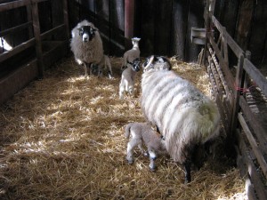 Photos of lambs at the farm next door to High Blean B&B Bainbridge, Askrigg 