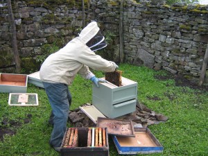 High Blean B&B Bainbridge, bees being transferred into new hive