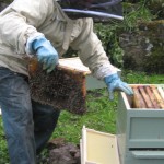 High Blean B&B Bainbridge, photos of frame full of bees
