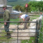 Shearing of Swaledale ewes at High Blean Bainbridge