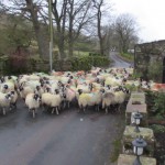 Swaledale ewes on their way to be scanned for pregnancy at High Force Farm Raydaleside Yorkshire Dales