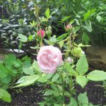 Photo of a Reni Victoria rose that was gifted to us by a B&B guest in memory of our sweet little Fox Terrier dog that we had to have put down in January 2020