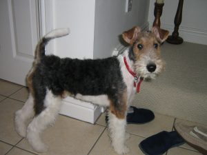 Albert a wire haired fox terrier at 8 months old